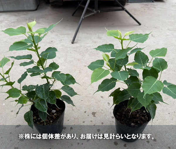 インドボダイジュ（観葉植物） | 花、ガーデニング の商品一覧 通販