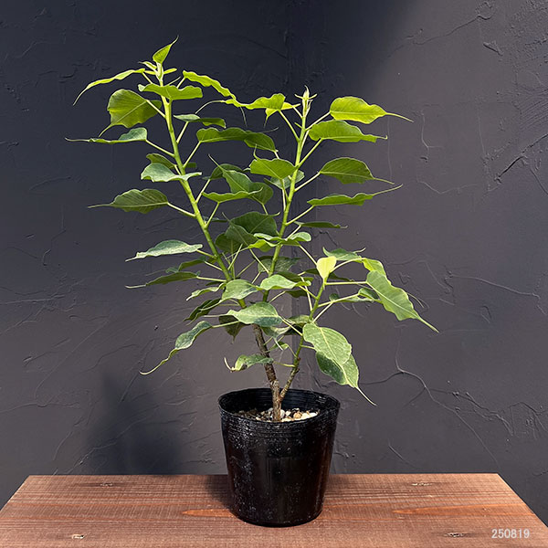 インドボダイジュ（観葉植物） | 花、ガーデニング の商品一覧 通販