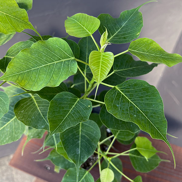 インドボダイジュ（観葉植物） | 花、ガーデニング のおすすめ人気商品