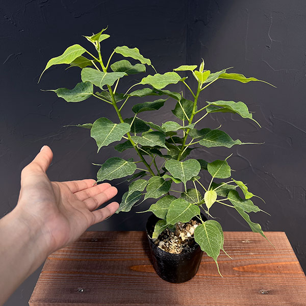 インドボダイジュ（観葉植物） | 花、ガーデニング の商品一覧 通販