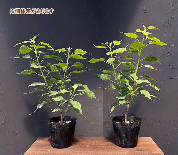 インドボダイジュ（観葉植物） | 花、ガーデニング の商品一覧 通販