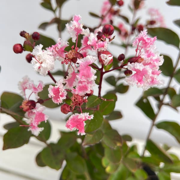 花木 庭木の苗 サルスベリ(百日紅) ペパーミ...の詳細画像2