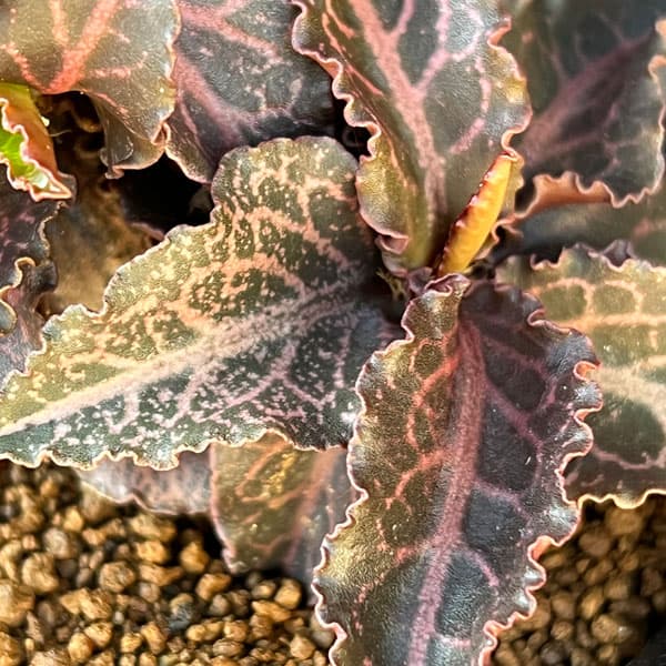 観葉植物/ユーフォルビア：フランコイシー 3号鉢植え25-06 観葉植物