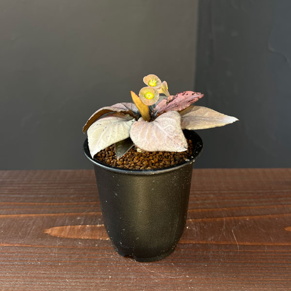 観葉植物 ユーフォルビア フランコイシー 3号...の詳細画像1