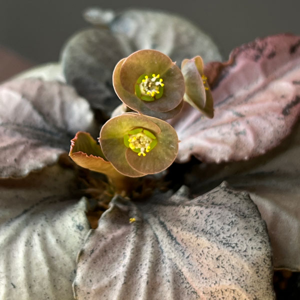 観葉植物 ユーフォルビア フランコイシー 3号...の詳細画像4