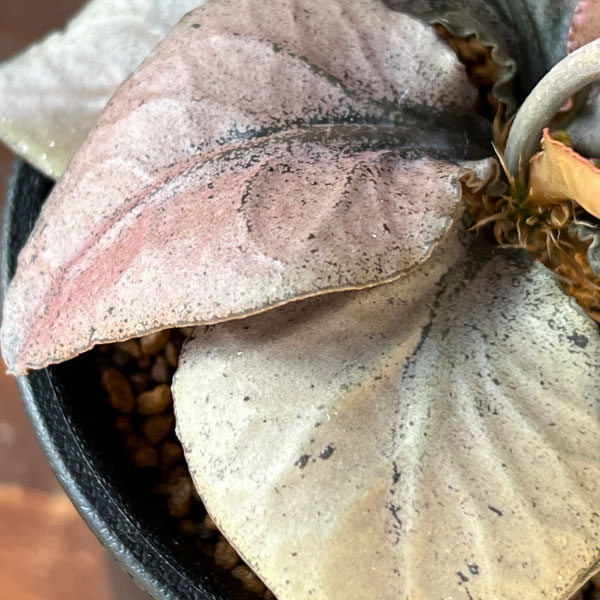 観葉植物 ユーフォルビア フランコイシー 3号...の詳細画像3