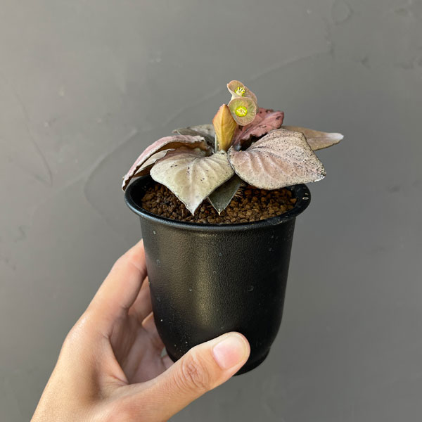 観葉植物 ユーフォルビア フランコイシー 3号...の詳細画像2