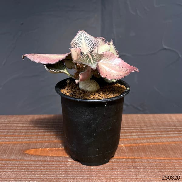 ユーフォルビア（サボテン、多肉植物） | 花、ガーデニング のおすすめ