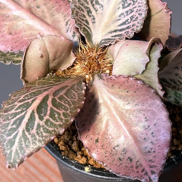 ユーフォルビア（サボテン、多肉植物） | 花、ガーデニング のおすすめ