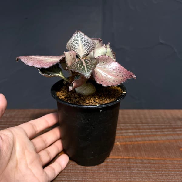 ユーフォルビア（サボテン、多肉植物） | 花、ガーデニング のおすすめ