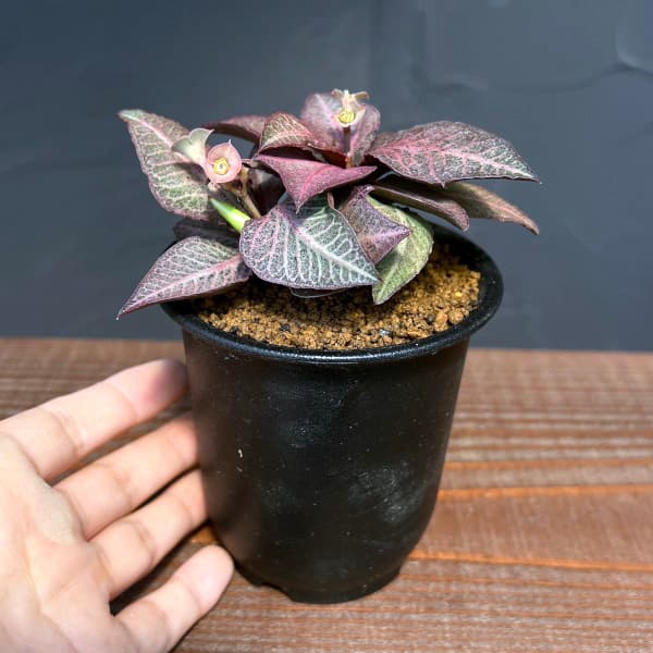 ユーフォルビア フランコイシー（花、ガーデニング）のおすすめ人気