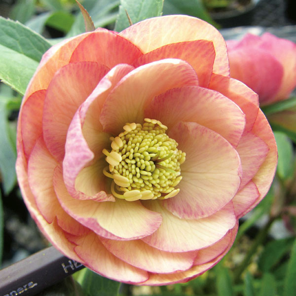 クリスマスローズ 苗 アプリコット（花の苗）｜苗 | 花、ガーデニング