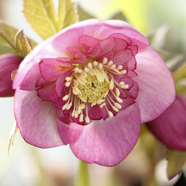 クリスマスローズ セミダブルのおすすめ人気商品一覧 通販 - Yahoo