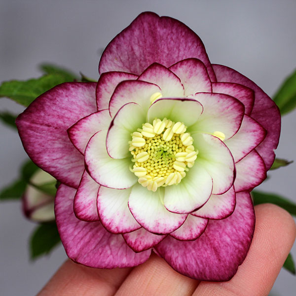 クリスマスローズ セミダブルのおすすめ人気商品一覧 通販 - Yahoo