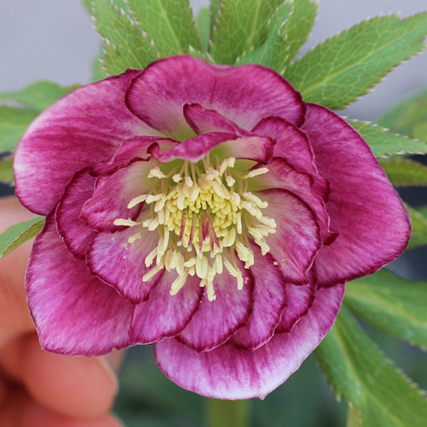 クリスマスローズのおすすめ人気商品一覧 通販 - Yahoo!ショッピング