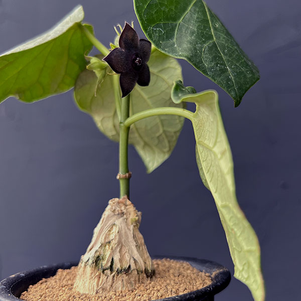 レア塊根植物のおすすめ人気商品一覧 通販 - Yahoo!ショッピング