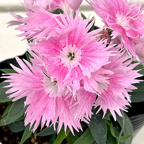 草花の苗 ダイアンサス スープラ・ピンク3.5...の詳細画像1