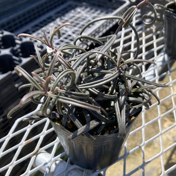 観葉植物 カランコエ 黒錦蝶 3号ポットの詳細画像5