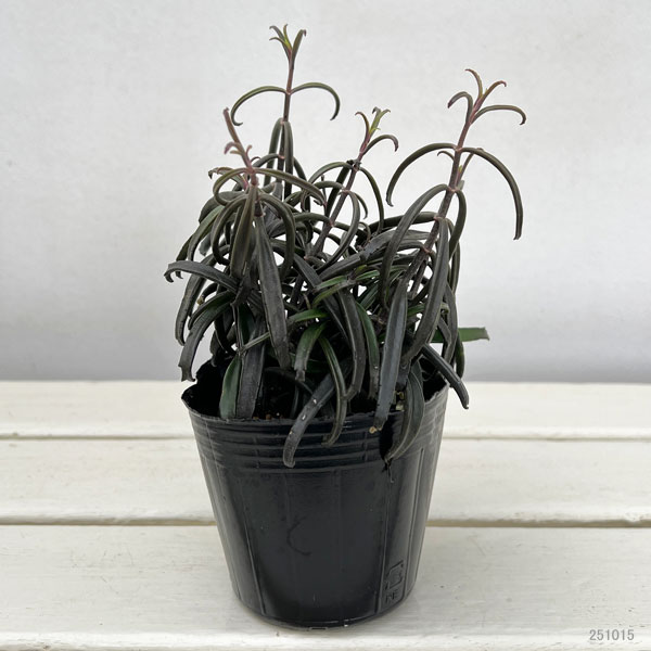 観葉植物 カランコエ 黒錦蝶 3号ポットの詳細画像1