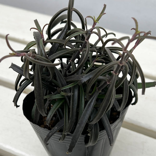 観葉植物 カランコエ 黒錦蝶 3号ポットの詳細画像2