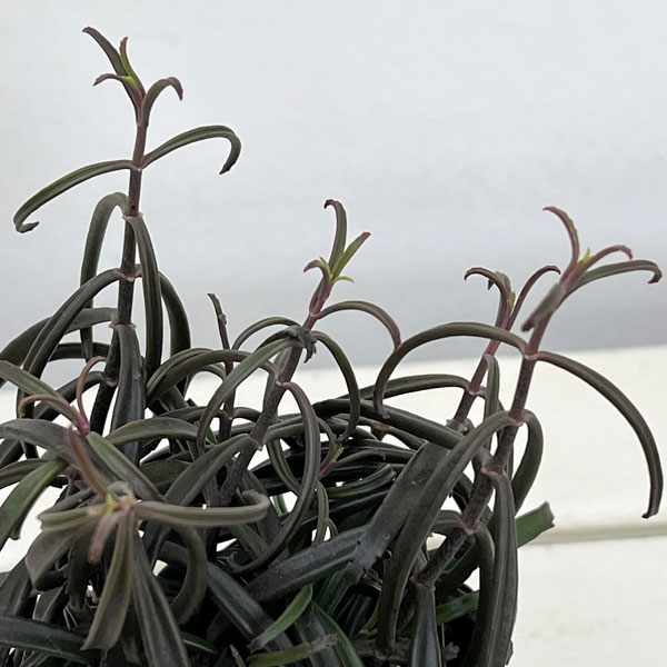 観葉植物 カランコエ 黒錦蝶 3号ポットの詳細画像3