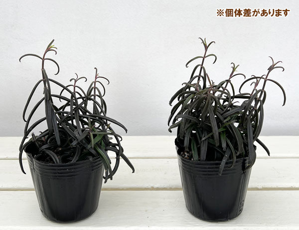 観葉植物 カランコエ 黒錦蝶 3号ポットの詳細画像4