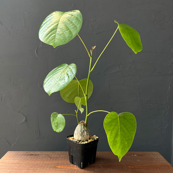 観葉植物 プセウドボンバックス エリプチクム(...の詳細画像1