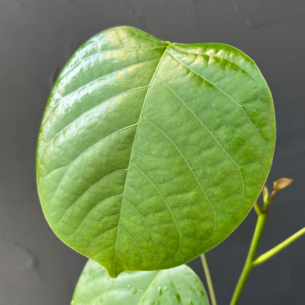 観葉植物 プセウドボンバックス エリプチクム(...の詳細画像2
