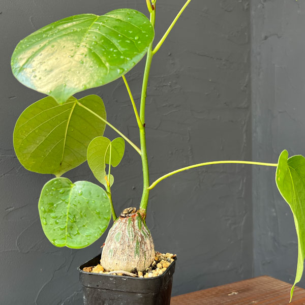 観葉植物 プセウドボンバックス エリプチクム(...の詳細画像3