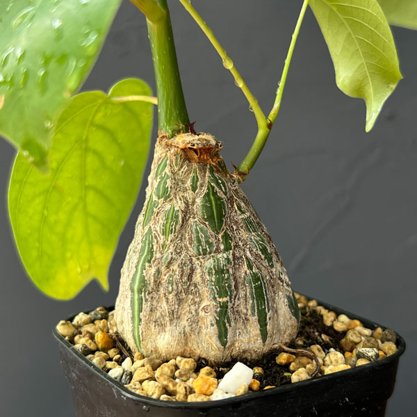 実生パキラ パラソル仕立て 42｜すらっと伸びた枝ぶりが美しい一株