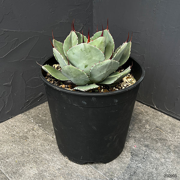 アガベ リュウゼツランのおすすめ人気商品一覧 通販 - Yahoo!ショッピング