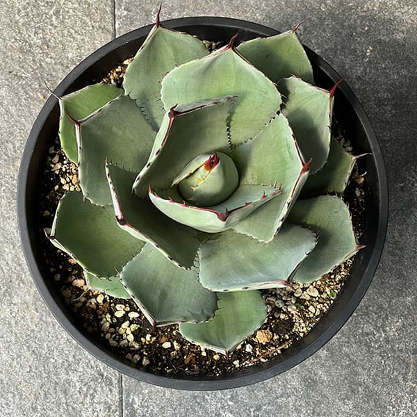 アガベ リュウゼツランのおすすめ人気商品一覧 通販 - Yahoo!ショッピング