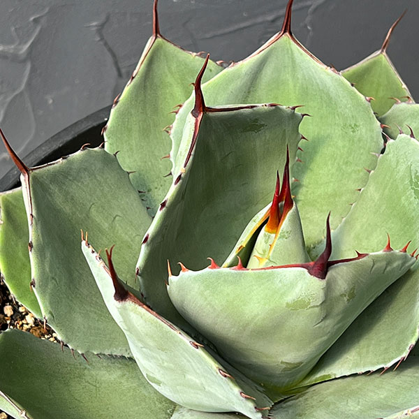 アガベ リュウゼツランのおすすめ人気商品一覧 通販 - Yahoo!ショッピング