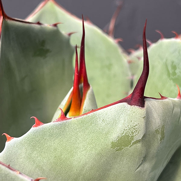 観葉植物 アガベ パリートルンカータ 8号鉢植えの詳細画像4