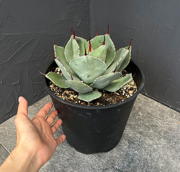 アガベ リュウゼツランのおすすめ人気商品一覧 通販 - Yahoo!ショッピング