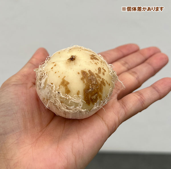 球根 アリウム カラタビエンセ 1球の詳細画像3