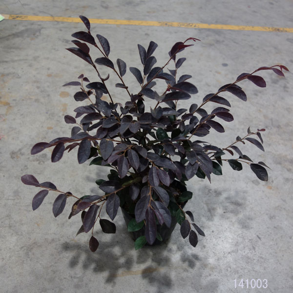 ベニバナトキワマンサク（苗木、植木） | 花、ガーデニング のおすすめ