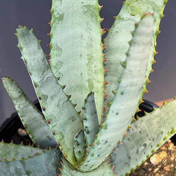 観葉植物 アロエ コニフェラ 4号ポットの詳細画像2