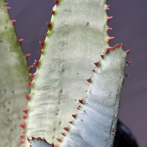 観葉植物 アロエ コニフェラ 4号ポットの詳細画像3