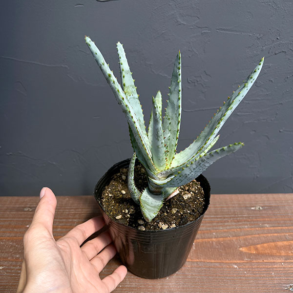 観葉植物 アロエ コニフェラ 4号ポットの詳細画像4