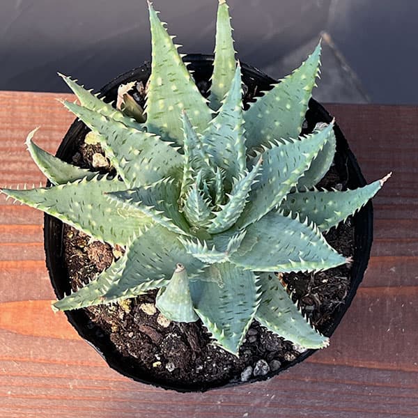 アロエ（サボテン、多肉植物） | 花、ガーデニング のおすすめ人気商品