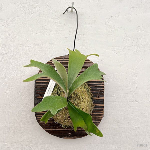 特大）ビカクシダ ウィリンキー板付 胞子嚢あり 観葉植物 （特大
