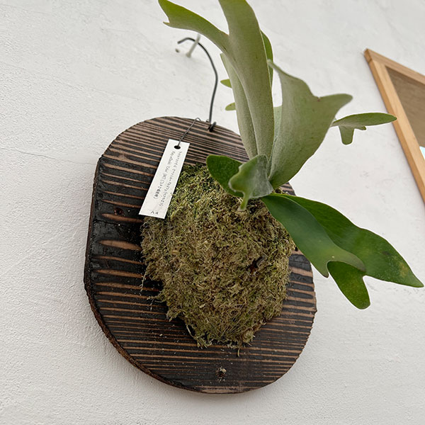 ビカクシダ 板付のおすすめ人気商品一覧 通販 - Yahoo!ショッピング