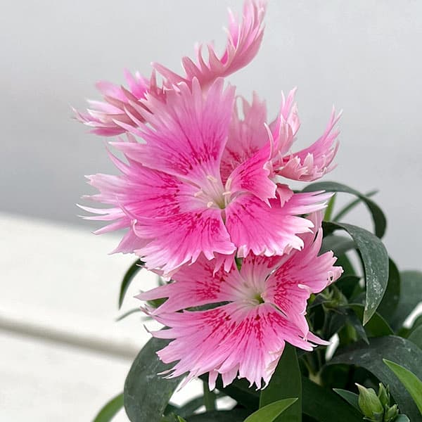 草花の苗 ダイアンサス スープラ・ピンクピコテ...の詳細画像3