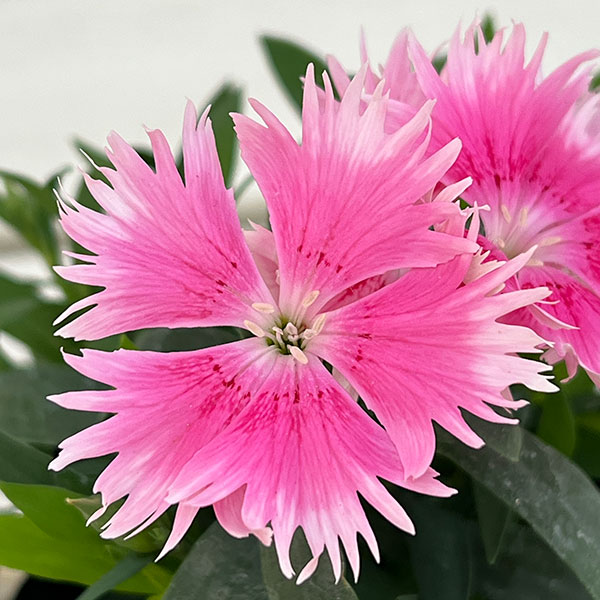 草花の苗 ダイアンサス スープラ・ピンクピコテ...の詳細画像4