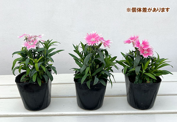 草花の苗 ダイアンサス スープラ・ピンクピコテ...の詳細画像5