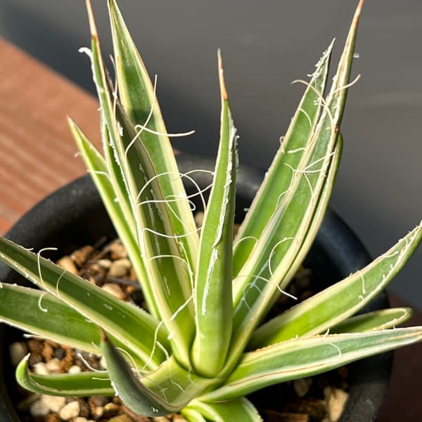 ムルチ 植物（花、ガーデニング）のおすすめ人気商品一覧 通販 - Yahoo