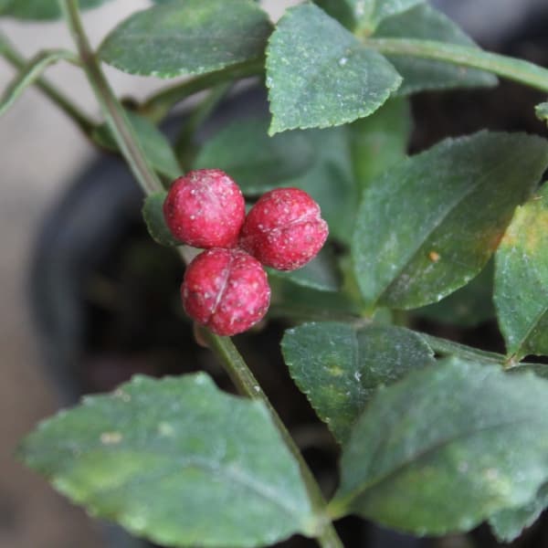 花木 庭木の苗 華北山椒(カホクサンショウ)挿...の詳細画像1