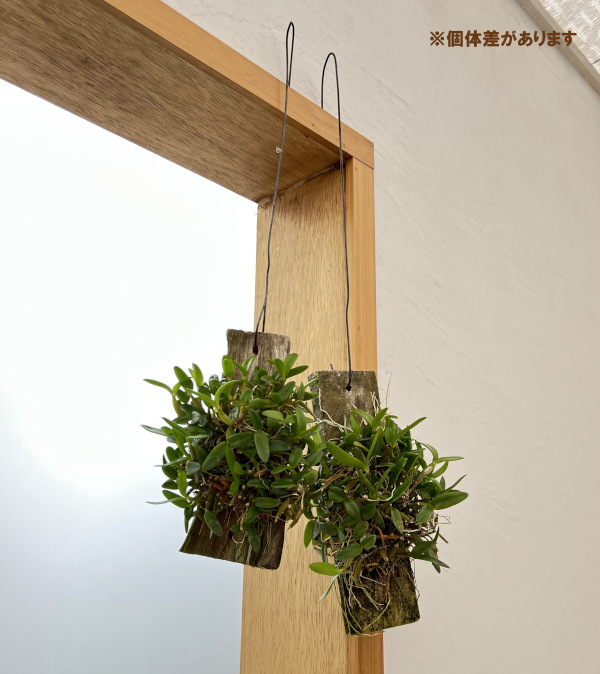 デンドロビウムのおすすめ人気商品一覧 通販 - Yahoo!ショッピング