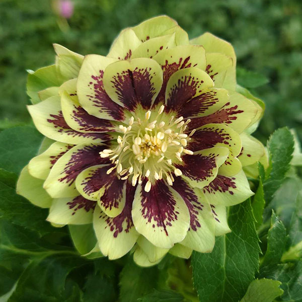 園芸ネットクリスマスローズの苗のおすすめ人気商品一覧 通販 - Yahoo